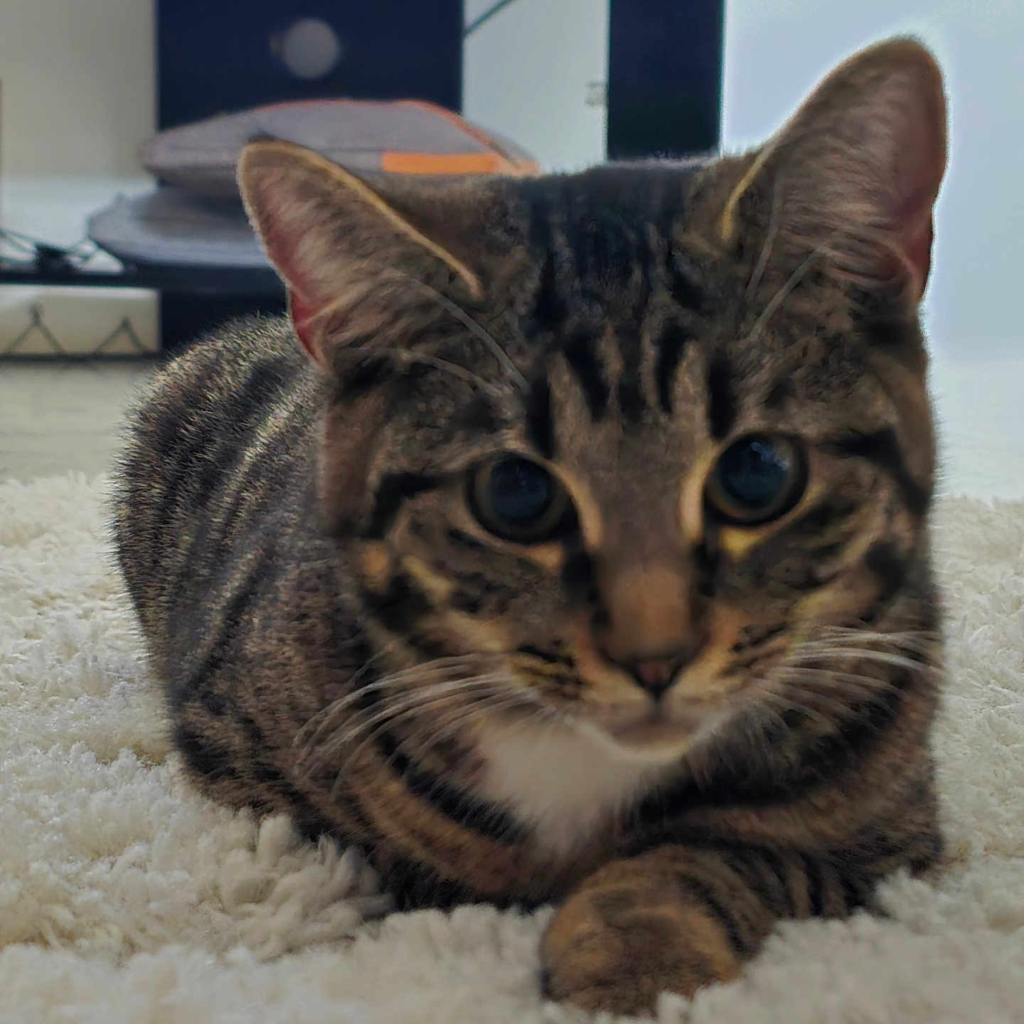Esmee a rejoint le concours — aidez-le/la à gagner de superbes lots ! abyssinian, animal, architecture, blanket, building, cat, computerhardware, couch, egyptiancat, electronics, furniture, hardware, hardwood, indoors, kitten, livingroom, manx, pet, room, wood