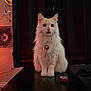 cat, white_cat, fluffy, collar, table, indoor, curtains, black_table, bottle_cap, pet, animal, feline, sitting, looking, wide_eyes, decor, wall, cozy, domestic, house