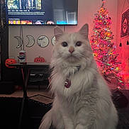 Syren joined the competition — help win amazing prizes! cat, white_cat, pet, indoor, christmas_tree, holiday_lights, television, netflix, pumpkin, halloween, decorations, living_room, furniture, table, mirror, can, pepsi, collar, fluffy, blurred