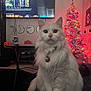cat, white_cat, pet, indoor, christmas_tree, holiday_lights, television, netflix, pumpkin, halloween, decorations, living_room, furniture, table, mirror, can, pepsi, collar, fluffy, blurred
