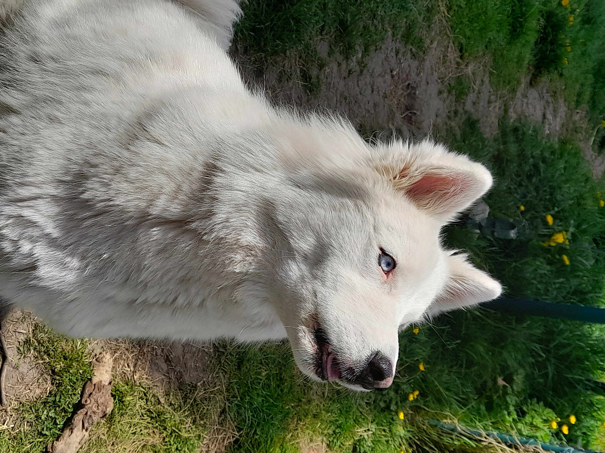 Maïko