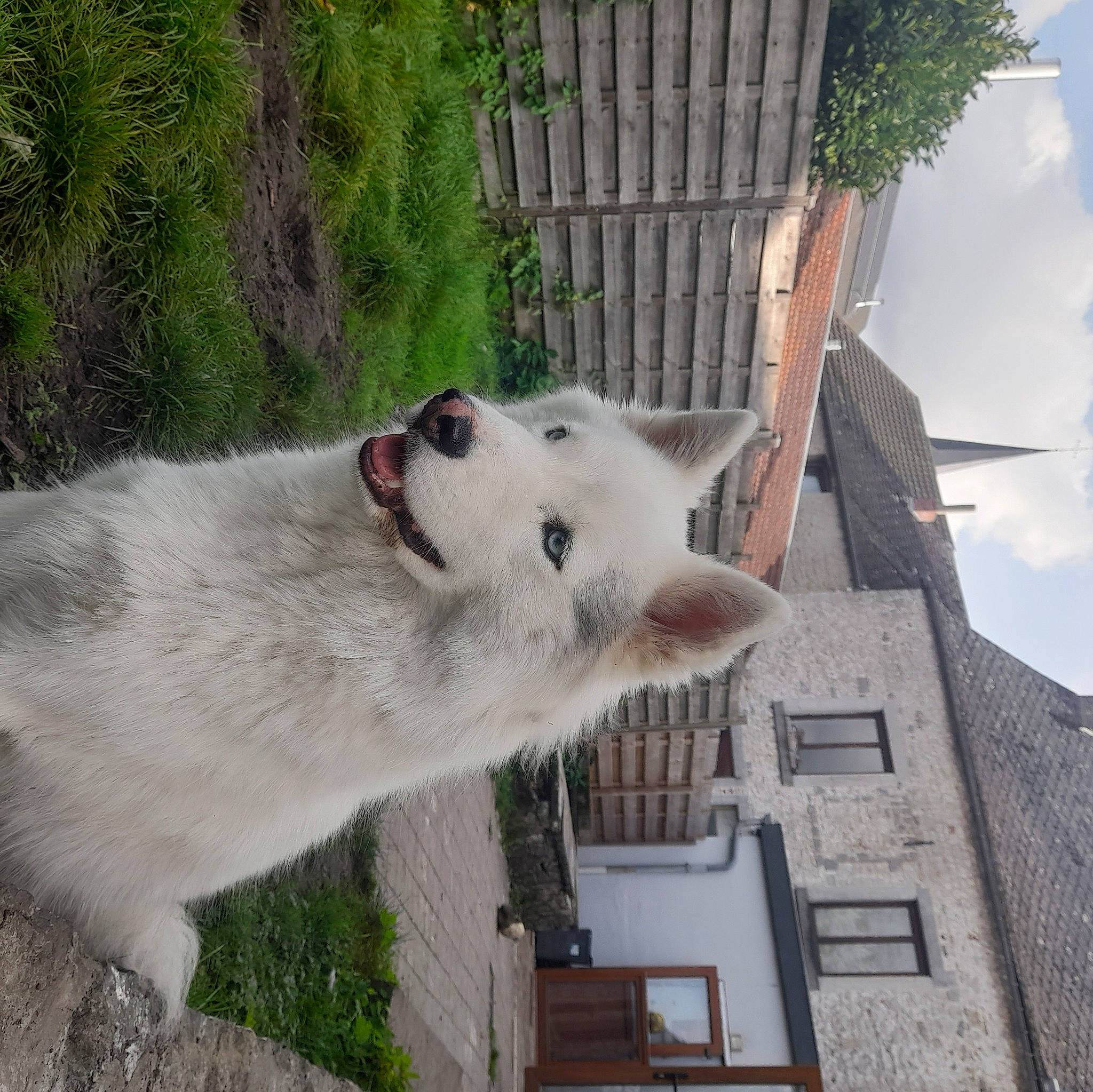 Maïko participe au concours pour gagner de l'argent avec cette photo : building, canidae, canis, carnivore, cloud, collar, dog, dog_breed, fur, grey, house, plant, sky, snout, sporting_group, tree, window, wolf, wood, working_dog