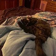 Zoey joined the competition — help win amazing prizes! animal, bed, blanket, cat, comfort, cozy, door, fur, furniture, home, indoor, pattern, pet, relaxation, resting, sleeping, soft, tail, warm, wood