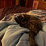 animal, bed, blanket, cat, comfort, cozy, door, fur, furniture, home, indoor, pattern, pet, relaxation, resting, sleeping, soft, tail, warm, wood