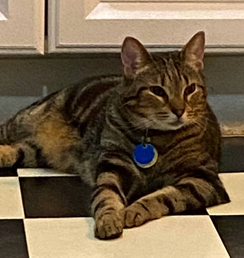 Simba is registered to the contest to win money with this photo: american_bobtail, american_shorthair, asian, california_spangled, carnivore, cat, domestic_short_haired_cat, dragon_li, european_shorthair, felidae, kitten, mammal, ocicat, paw, small_to_medium_sized_cats, snout, tabby_cat, whiskers