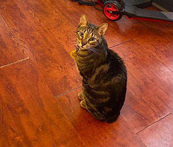 Simba joined the competition — help win amazing prizes! american_shorthair, asian, california_spangled, carnivore, cat, domestic_short_haired_cat, dragon_li, european_shorthair, felidae, floor, flooring, hardwood, laminate_flooring, mammal, small_to_medium_sized_cats, tabby_cat, toyger, whiskers, wood, wood_flooring