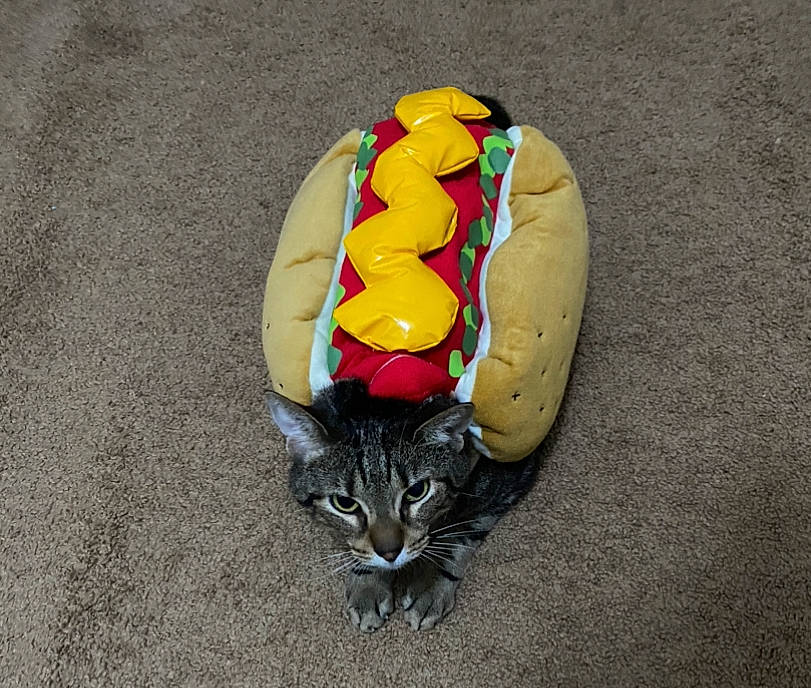 Simba is registered to the contest to win money with this photo: carnivore, cat, felidae, kitten, small_to_medium_sized_cats, tabby_cat, whiskers, yellow