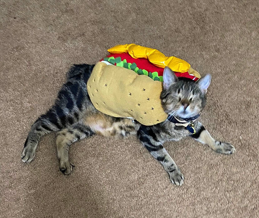 Simba joined the competition — help win amazing prizes! american_shorthair, bengal, carnivore, cat, claw, dog_clothes, dog_supply, felidae, kitten, paw, play, small_to_medium_sized_cats, tabby_cat, tail, yellow