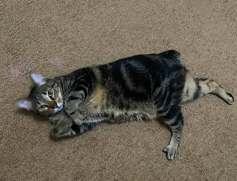 Simba is registered to the contest to win money with this photo: american_shorthair, asian, bengal, carnivore, cat, domestic_short_haired_cat, dragon_li, european_shorthair, felidae, fur, kitten, mammal, pixie_bob, small_to_medium_sized_cats, sokoke, tabby_cat, tail, toyger, whiskers, wild_cat