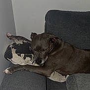 Malya a rejoint le concours — aidez-le/la à gagner de superbes lots ! animal, black, comfort, couch, cozy, dog, fur, furniture, grey, home, indoor, leg, napping, pet, pillow, relaxation, rest, sleeping, wall, white_paw