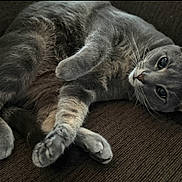 Loki joined the competition — help win amazing prizes! cat, gray_cat, pet, feline, indoor, couch, furniture, relaxing, lying_down, close_up, whiskers, paws, fur, cute, animal, mammal, domestic_animal, portrait, looking_at_camera, resting
