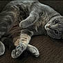 cat, gray_cat, pet, feline, indoor, couch, furniture, relaxing, lying_down, close_up, whiskers, paws, fur, cute, animal, mammal, domestic_animal, portrait, looking_at_camera, resting