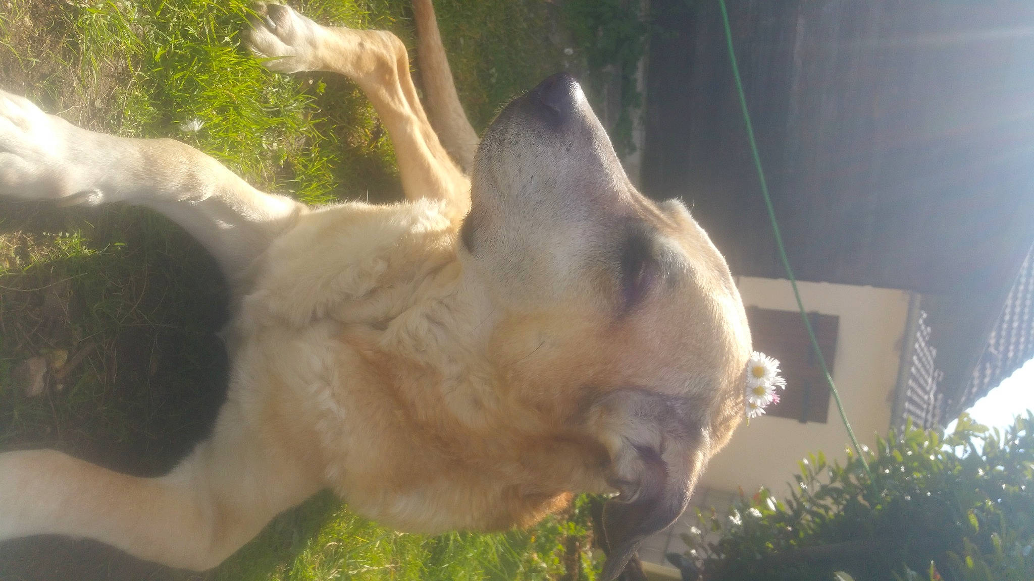 Dana a rejoint le concours — aidez-le/la à gagner de superbes lots ! bovine, cockatoo, companion_dog, dog_breed, fawn, felidae, fur, grass, horn, jaw, livestock, mammal, plant, snout, tail, terrestrial_animal, whiskers, wildlife, wing, working_animal