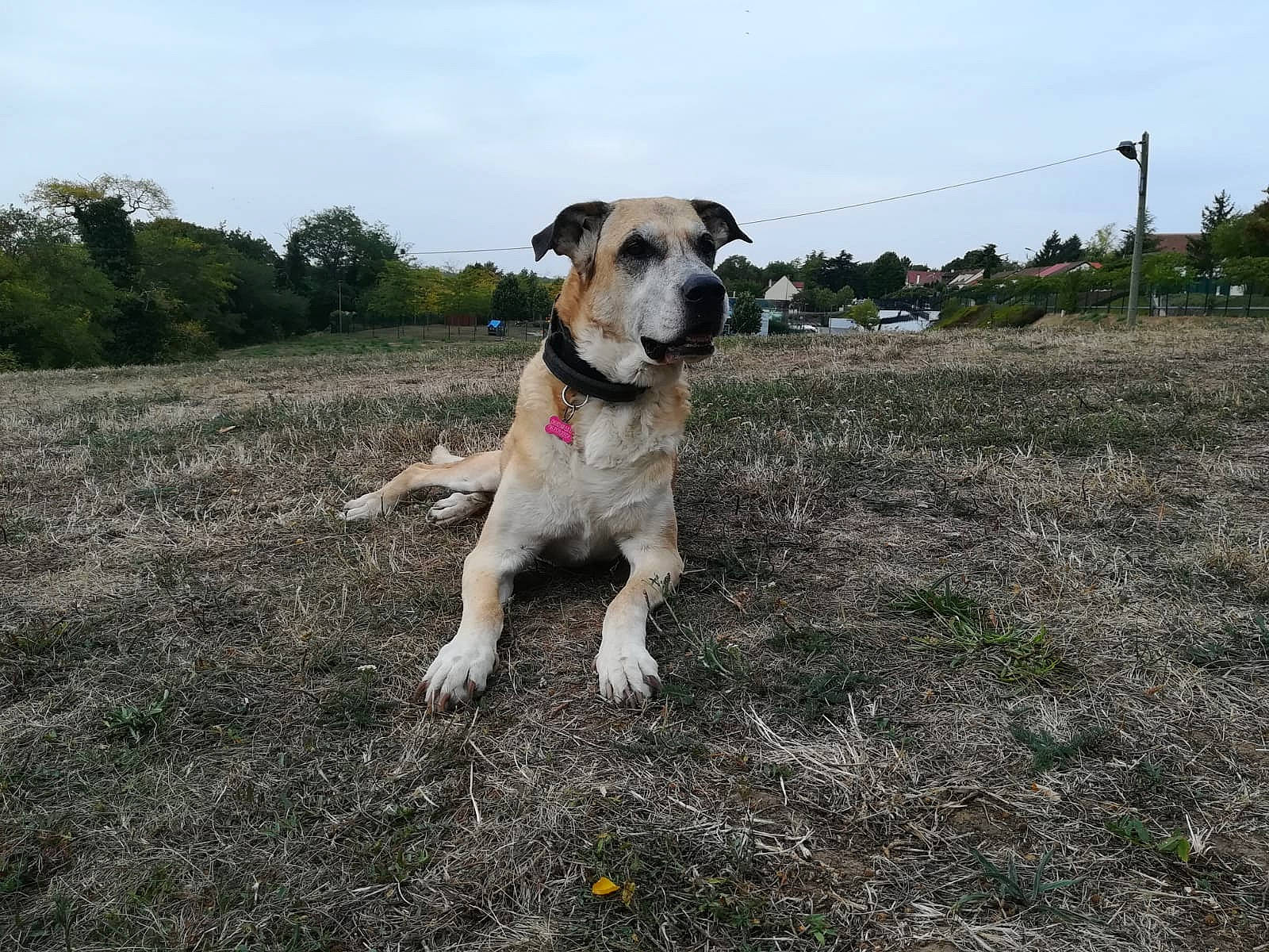 Dana a rejoint le concours — aidez-le/la à gagner de superbes lots ! canidae, carnivore, cloud, collar, companion_dog, dog, dog_breed, dog_collar, dog_supply, fawn, grass, leash, plant, sky, snout, soil, sporting_group, tail, tree, working_animal