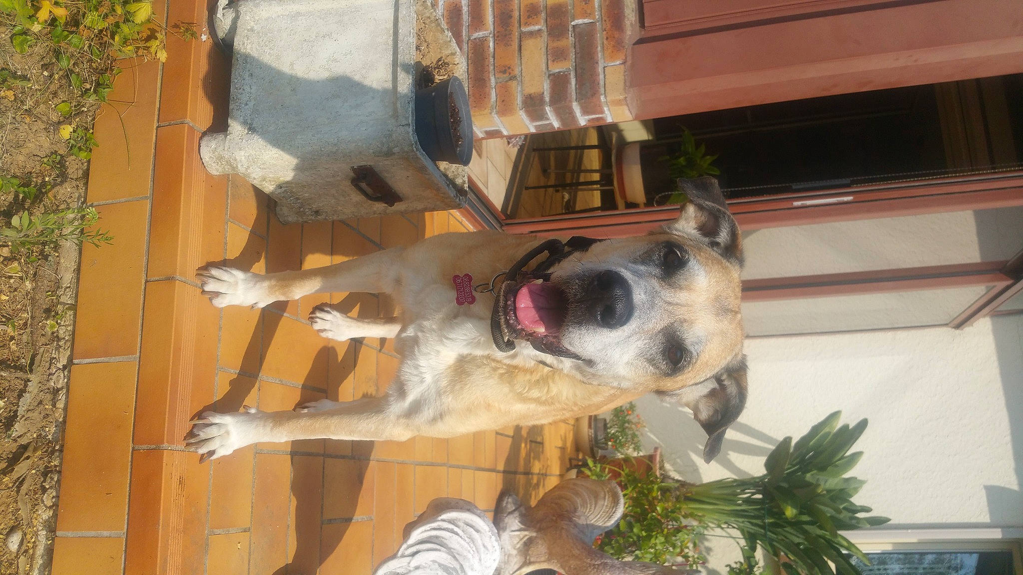 Dana a rejoint le concours — aidez-le/la à gagner de superbes lots ! canidae, carnivore, chair, collar, companion_dog, dog, dog_breed, dog_collar, dog_supply, door, fawn, fur, giant_dog_breed, hardwood, plant, snout, sporting_group, wood, working_animal, working_dog