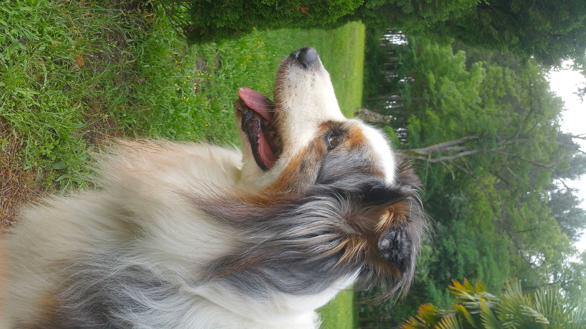 Eliote a rejoint le concours — aidez-le/la à gagner de superbes lots ! canidae, carnivore, collar, collie, companion_dog, dog, dog_breed, dog_collar, fawn, felidae, goats, grass, scotch_collie, snout, sporting_group, tail, tree, whiskers, wing, working_animal