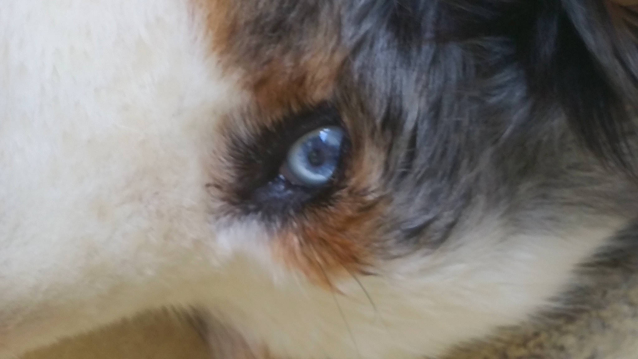 Eliote a rejoint le concours — aidez-le/la à gagner de superbes lots ! canidae, carnivore, companion_dog, dog, dog_breed, ear, eyelash, fawn, felidae, fur, macro_photography, small_to_medium_sized_cats, snout, sporting_group, street_dog, terrestrial_animal, whiskers, wildlife, window, wood