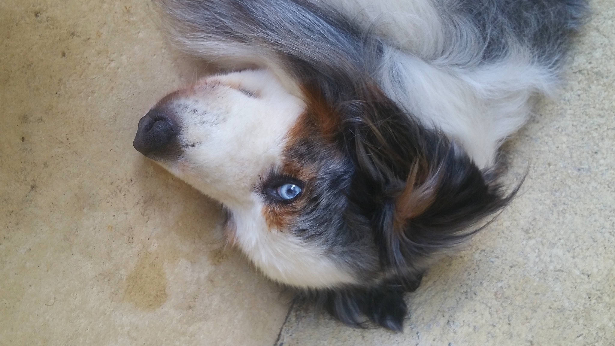 Eliote participe au concours pour gagner de l'argent avec cette photo : canidae, carnivore, companion_dog, dog, dog_breed, ear, fawn, fur, liver, snout, sporting_group, toy_dog, whiskers, wood, working_animal