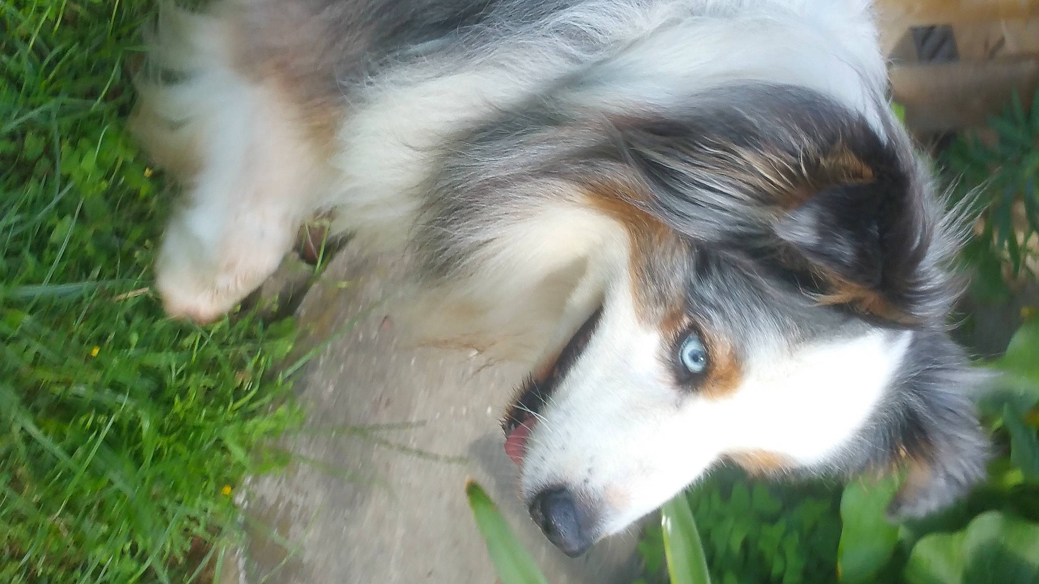 Eliote participe au concours pour gagner de l'argent avec cette photo : australian_shepherd, canidae, carnivore, collie, companion_dog, dog, dog_breed, fur, grass, herding_dog, jaw, plant, rough_collie, scotch_collie, snout, sporting_group, terrestrial_animal, whiskers, working_animal, working_dog