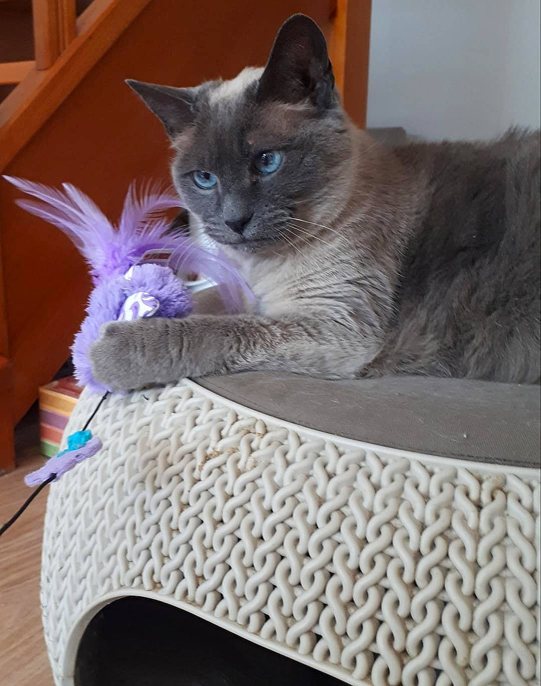 Alaska a rejoint le concours — aidez-le/la à gagner de superbes lots ! black_cat, box, carnivore, cat, cat_bed, cat_furniture, cat_supply, domestic_short_haired_cat, fawn, felidae, fur, grey, pet_supply, plant, russian_blue, small_to_medium_sized_cats, snout, tail, whiskers, window