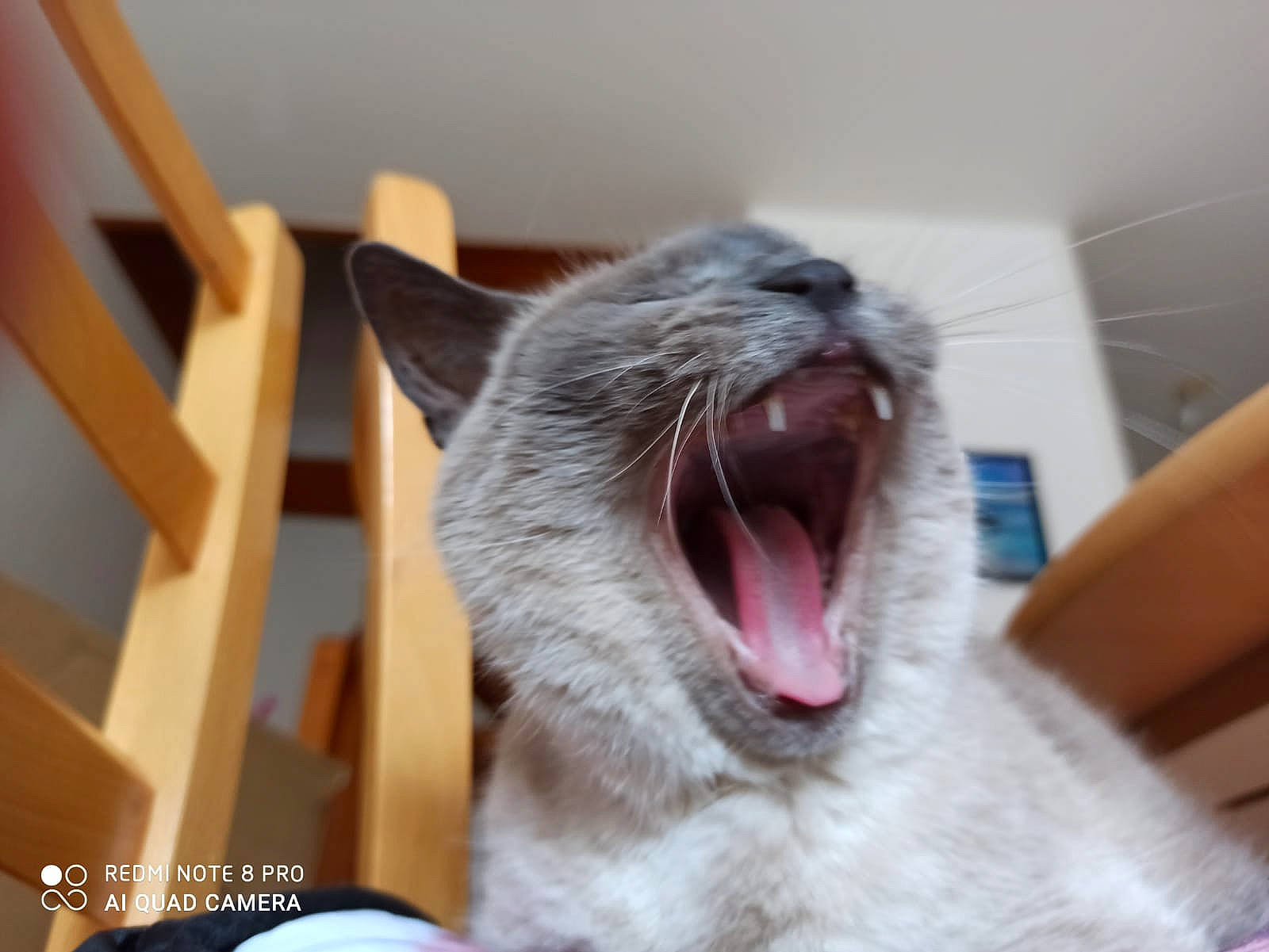 Alaska participe au concours pour gagner de l'argent avec cette photo : carnivore, cat, claw, domestic_short_haired_cat, fang, felidae, fur, jaw, paw, small_to_medium_sized_cats, snout, thai, tooth, whiskers, yawn