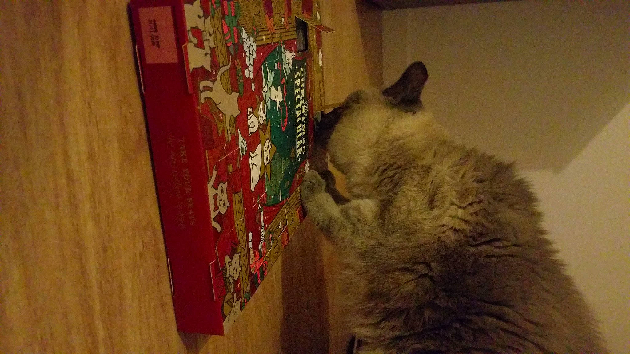 Alaska participe au concours pour gagner de l'argent avec cette photo : art, carnivore, cat, domestic_short_haired_cat, felidae, flooring, fur, hardwood, magenta, paw, publication, room, shelf, small_to_medium_sized_cats, tail, textile, varnish, whiskers, wood, wood_stain