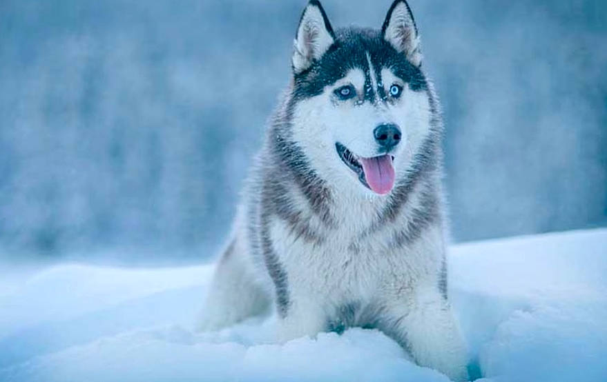 Neige participe au concours pour gagner de l'argent avec cette photo : arctic_ocean, canis, carnivore, dog_breed, electric_blue, freezing, fur, ice_cap, natural_landscape, plant, polar_ice_cap, recreation, siberian_husky, sky, slope, snow, tree, wildlife, winter, wolf