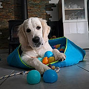 Uno a rejoint le concours — aidez-le/la à gagner de superbes lots ! animal, architecture, building, canine, couch, dog, dogbed, furniture, goldenretriever, hound, indoors, inflatable, labradorretriever, livingroom, person, pet, playarea, puppy, sphere, whitedog
