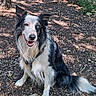 dog, border_collie, black_and_white, blue_eye, heterochromia, fluffy, long_hair, sitting, smiling, happy, outdoors, woodland, forest, nature, ground, leaves, trees, harness, pet, portrait