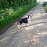 Nolan participe au concours pour gagner de l'argent avec cette photo : dog, black_and_white, outdoors, country_lane, rural, hedge, greenery, wildflowers, sunlight, shadows, path, road, standing, looking_back, long_coat, pet, animal, nature, landscape, daytime