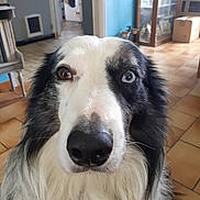 Nolan a rejoint le concours — aidez-le/la à gagner de superbes lots ! dog, border_collie, black_and_white, heterochromia, blue_eye, brown_eye, fluffy, long_hair, close_up, portrait, face, nose, eyes, indoors, home, tile_floor, open_door, furniture, pet, animal