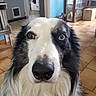 dog, border_collie, black_and_white, heterochromia, blue_eye, brown_eye, fluffy, long_hair, close_up, portrait, face, nose, eyes, indoors, home, tile_floor, open_door, furniture, pet, animal