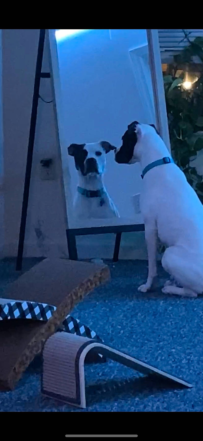 Halo is registered to the contest to win money with this photo: black, blue, canidae, carnivore, collar, companion_dog, dog, dog_breed, dog_collar, electric_blue, fawn, flooring, gas, ladder, light, pet_supply, sporting_group, tail, white, working_animal