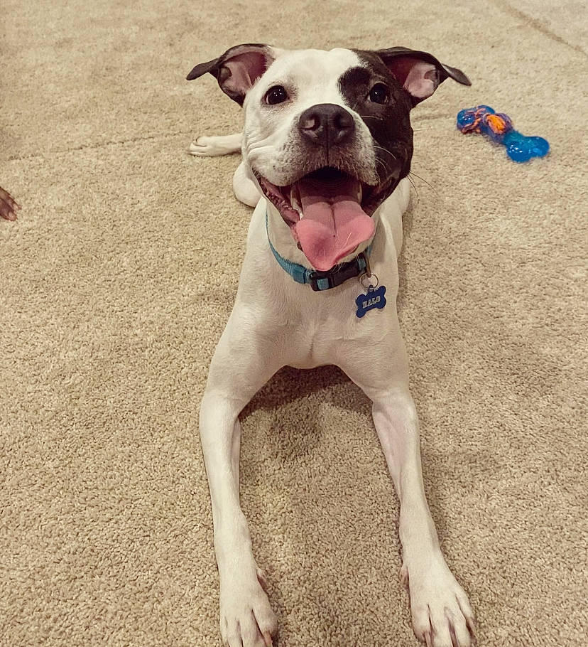 Halo joined the competition — help win amazing prizes! canidae, carnivore, collar, companion_dog, dog, dog_breed, dog_clothes, dog_collar, dog_supply, fashion_accessory, fawn, happy, leash, paw, pet_supply, snout, sporting_group, tail, whiskers, working_animal