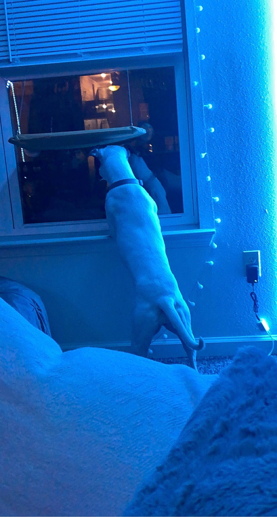 Halo is registered to the contest to win money with this photo: blue, canidae, carnivore, companion_dog, dog, dog_breed, door, electric_blue, fawn, gas, human_body, human_leg, mammal, room, sporting_group, tints_and_shades, vehicle_door, vertebrate, window, windshield