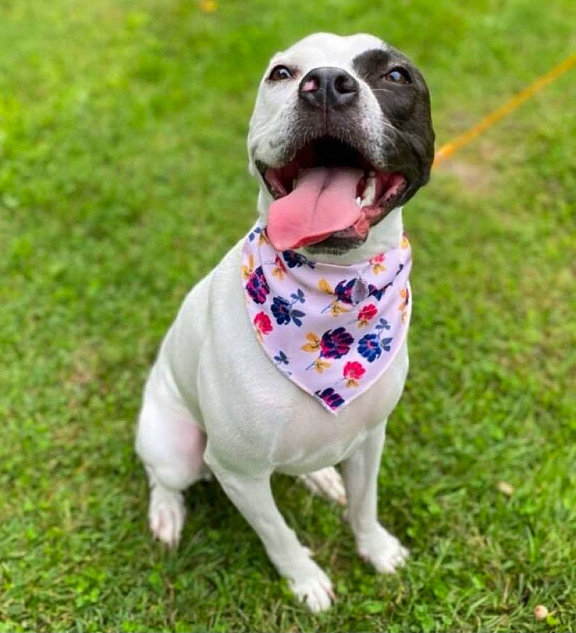 Halo is registered to the contest to win money with this photo: adventure, canidae, carnivore, collar, companion_dog, dog, dog_breed, dog_clothes, dog_collar, dog_supply, fashion_accessory, fawn, grass, leash, pet_supply, sleeve, snout, sporting_group, toy, working_animal