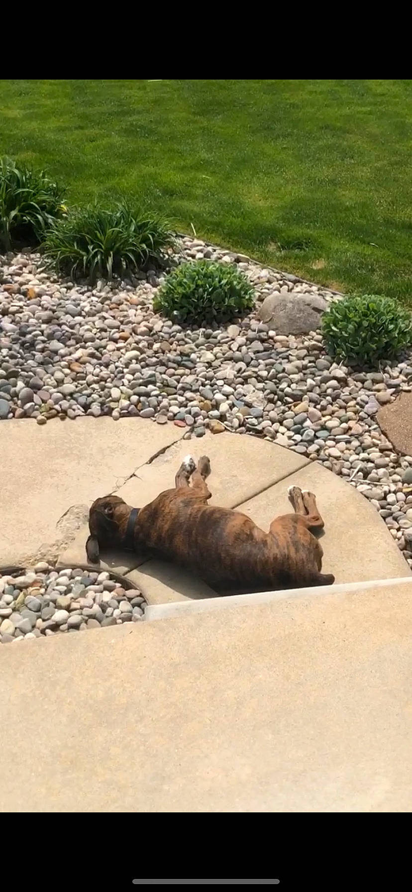 Miggy is registered to the contest to win money with this photo: asphalt, carnivore, cat, concrete, fawn, felidae, flooring, grass, groundcover, landscape, plant, road, road_surface, sidewalk, small_to_medium_sized_cats, snout, tail, terrestrial_animal, whiskers, wood