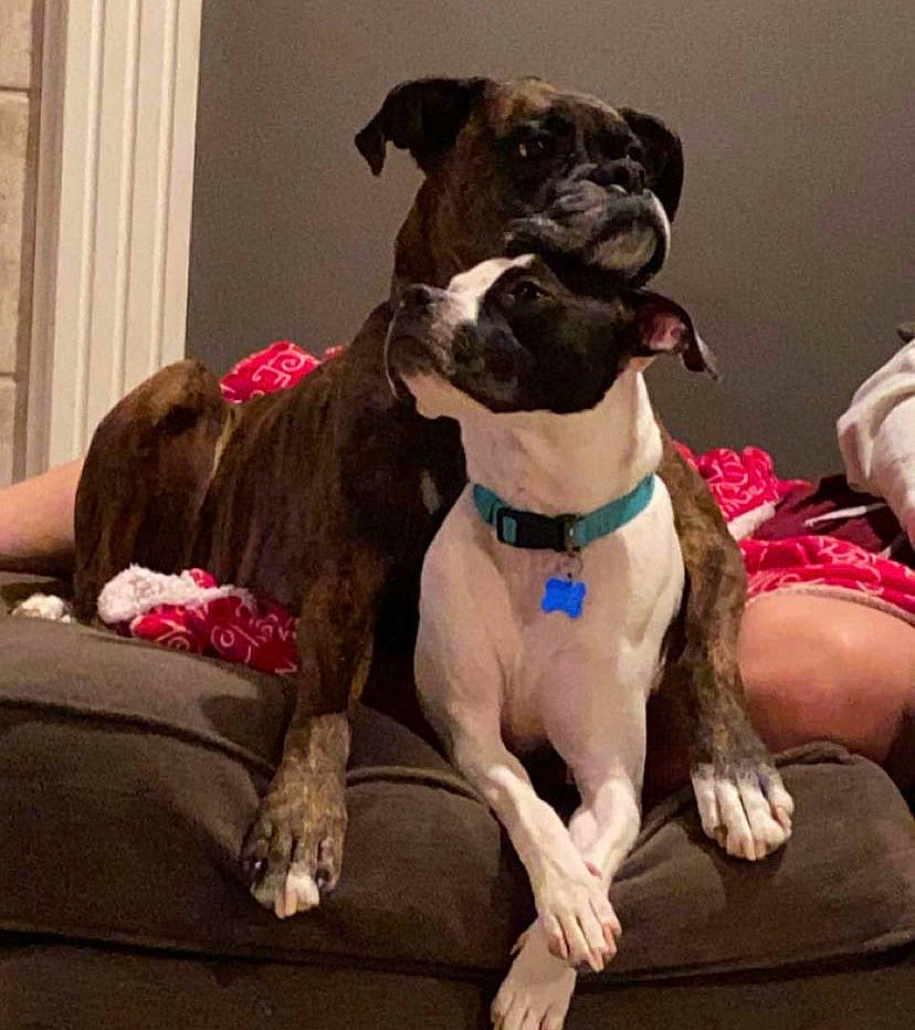 Miggy joined the competition — help win amazing prizes! boxer, canidae, carnivore, collar, comfort, companion_dog, dog, dog_breed, dog_collar, dog_supply, fawn, fur, leash, liver, pet_supply, snout, tail, whiskers, working_animal, wrinkle