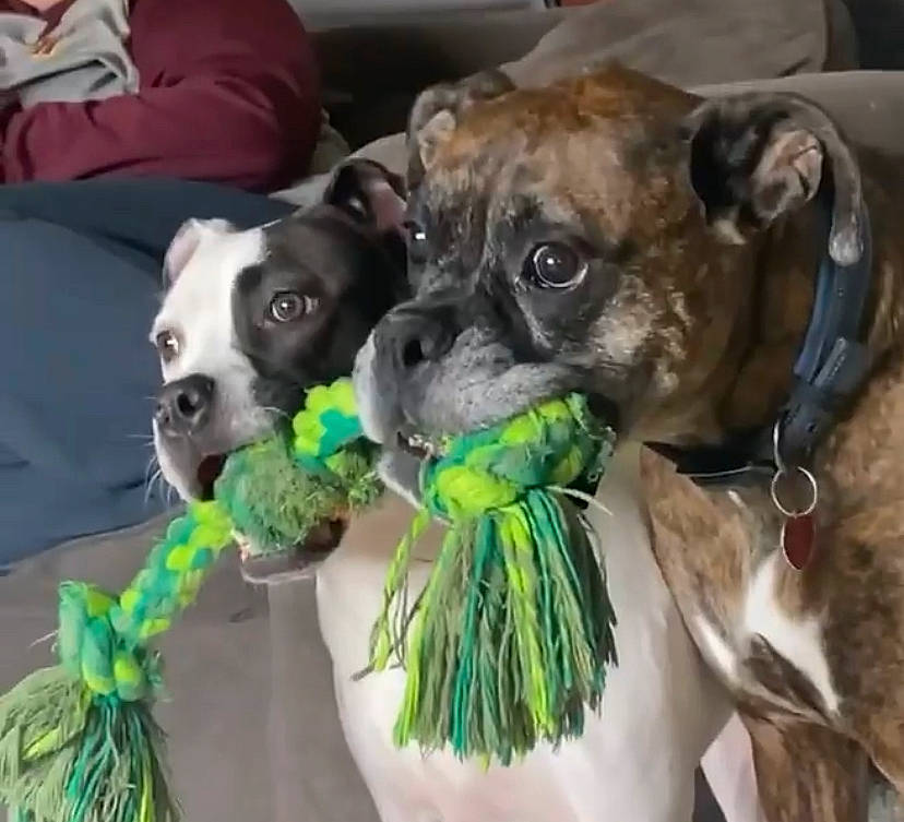 Miggy joined the competition — help win amazing prizes! carnivore, collar, companion_dog, dog, dog_breed, dog_collar, dog_supply, fashion_accessory, fawn, fur, green, pet_supply, plant, snout, sporting_group, toy_dog, vertebrate, whiskers, working_animal, wrinkle