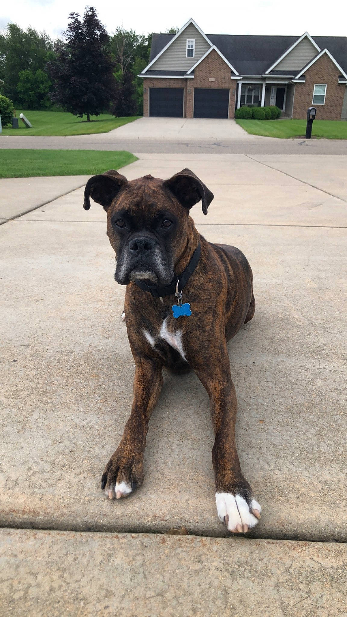 Miggy is registered to the contest to win money with this photo: canidae, carnivore, collar, companion_dog, dog, dog_breed, dog_collar, fawn, guard_dog, liver, pet_supply, plant, snout, sporting_group, tail, terrestrial_animal, tree, window, working_animal, working_dog