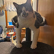 Juni is registered to the contest to win money with this photo: animal, black, blinds, cat, cat_tree, closeup, cozy, curious, curtains, fur, furniture, household, indoor, lamp, pet, tabby, whiskers, white, window, wooden_chair