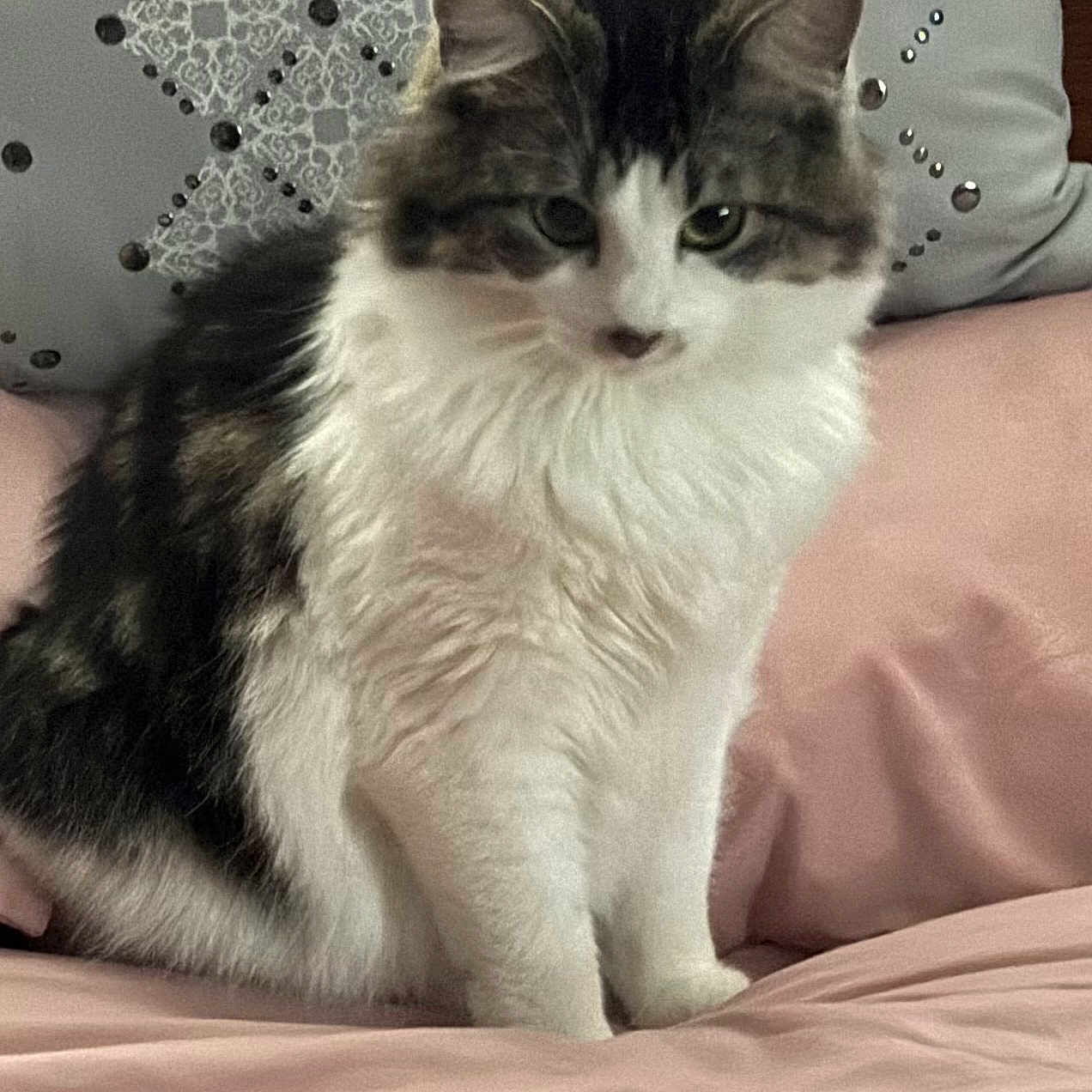 Jennie is registered to the contest to win money with this photo: animal, bed, cat, closeup, comfortable, cute, decorative, domestic, feline, fluffy, fur, indoor, pet, pillow, pink, portrait, relaxed, resting, sitting, soft