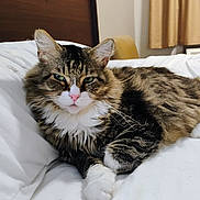 Rocky is registered to the contest to win money with this photo: cat, fluffy, bed, white_bed, indoor, feline, resting, fur, tabby, green_eyes, pink_nose, cozy, comfort, animal, pet, cute, relaxed, portrait, domestic_cat, sleepy