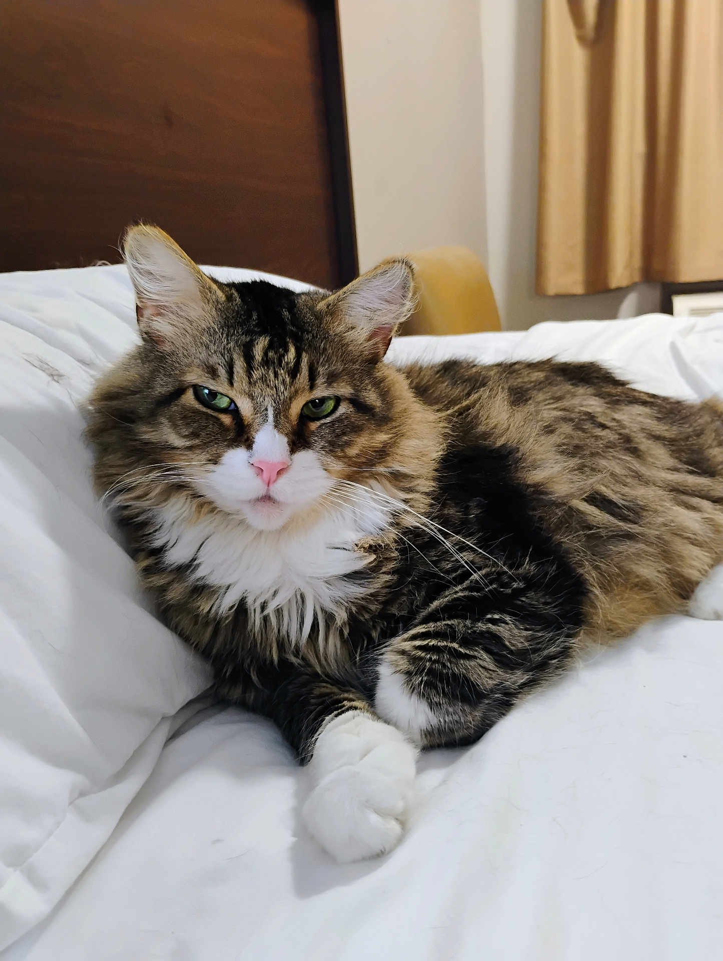 Rocky