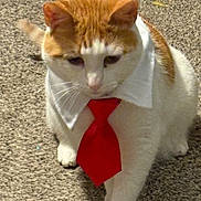 Frankie is registered to the contest to win money with this photo: cat, orange_cat, white_cat, pet, indoor, carpet, collar, tie, costume, animal, feline, cute, domestic_cat, walking, closeup, portrait, mammal, whiskers, ears, paws