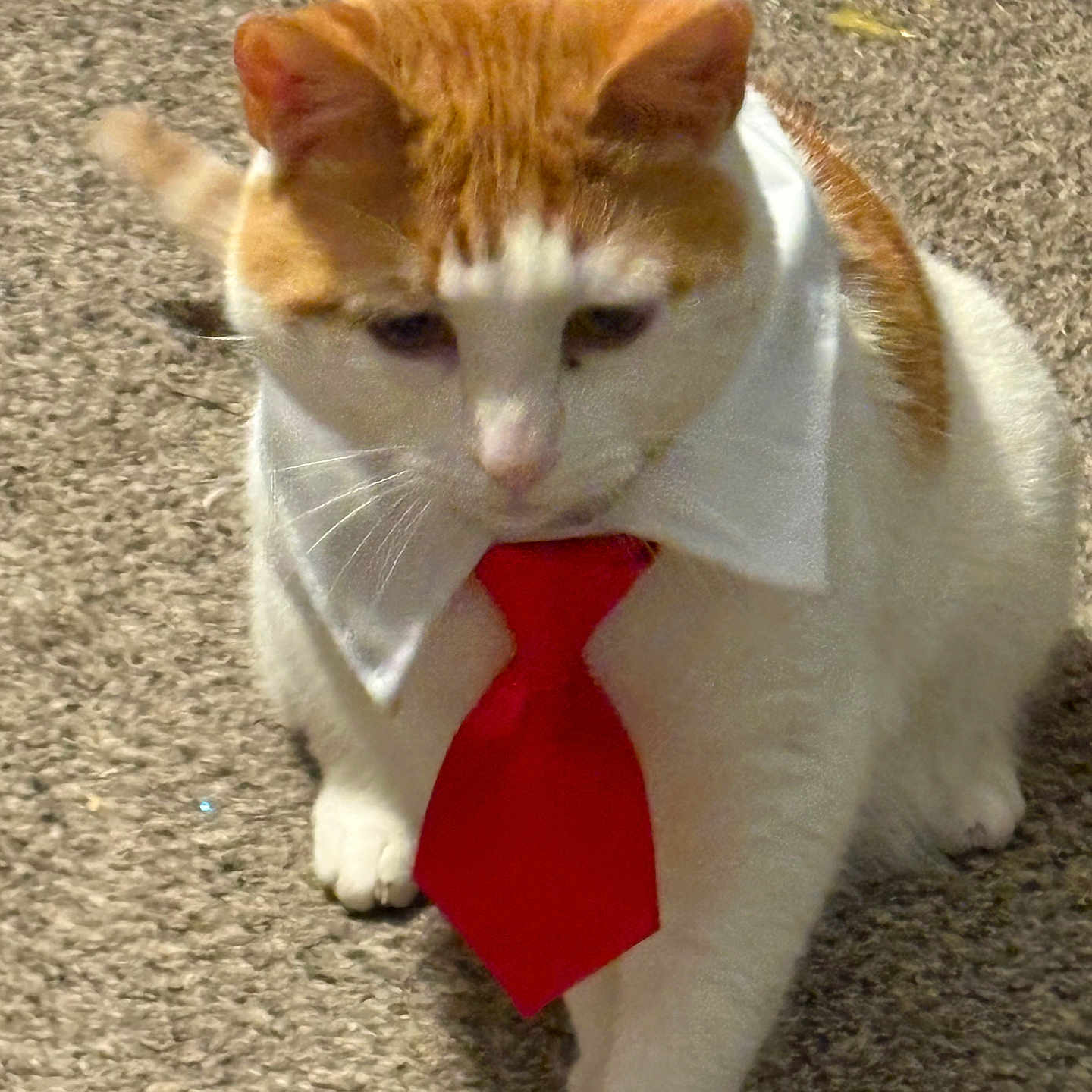 Frankie is registered to the contest to win money with this photo: animal, carpet, cat, closeup, collar, costume, cute, domestic_cat, ears, feline, indoor, mammal, orange_cat, paws, pet, portrait, tie, walking, whiskers, white_cat