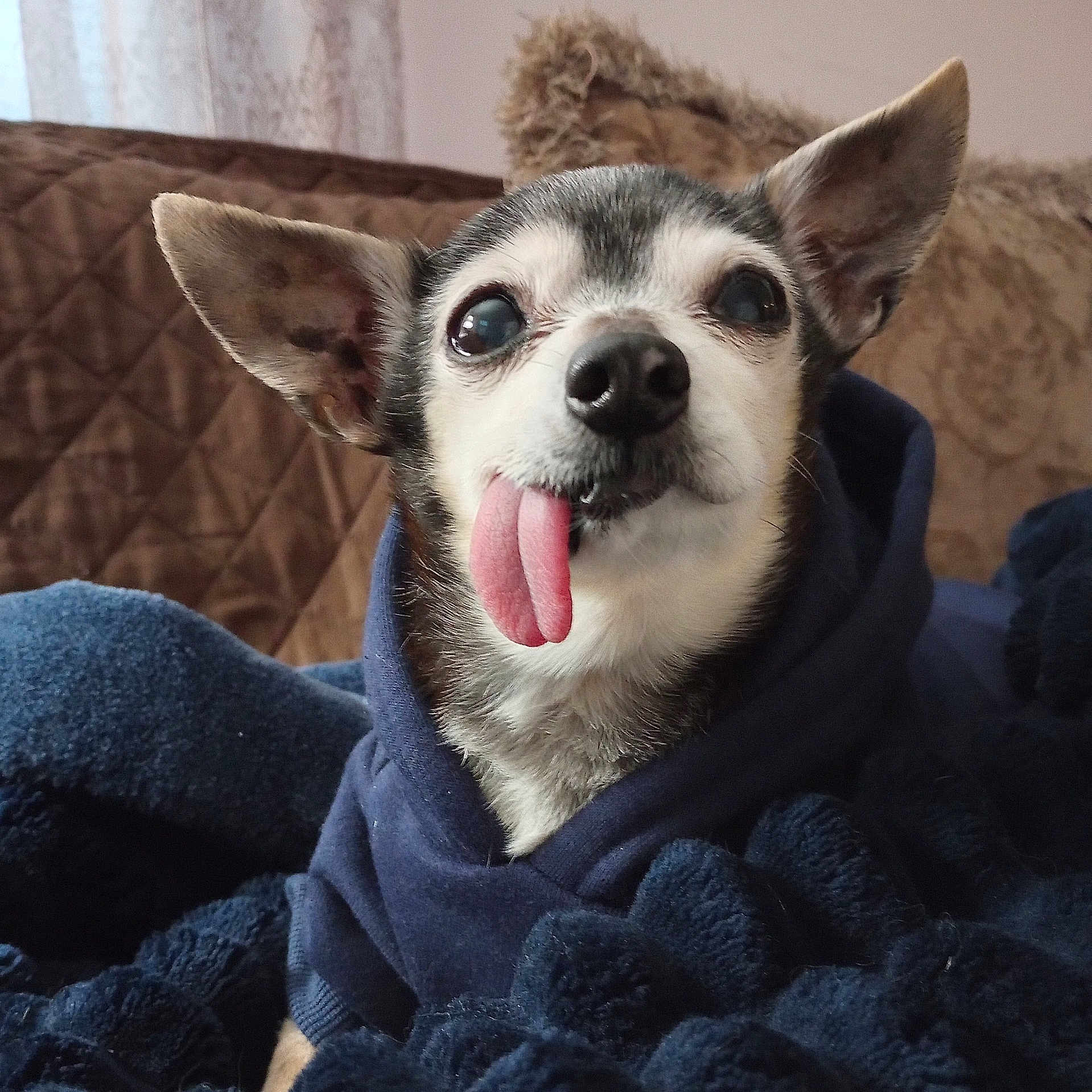 Lewis is registered to the contest to win money with this photo: animal, blanket, chihuahua, companion, cozy, cute, dog, ears, expression, face, fur, home, hoodie, indoor, pet, portrait, resting, small_dog, tongue_out, warm
