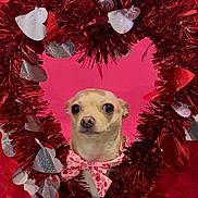 Sailor joined the competition — help win amazing prizes! dog, chihuahua, pet, small_dog, dog_face, bow_tie, heart_wreath, tinsel, hearts, pink_background, valentine, festive, portrait, close_up, cute, decorations, holiday, studio_shot, looking_at_camera, adorable