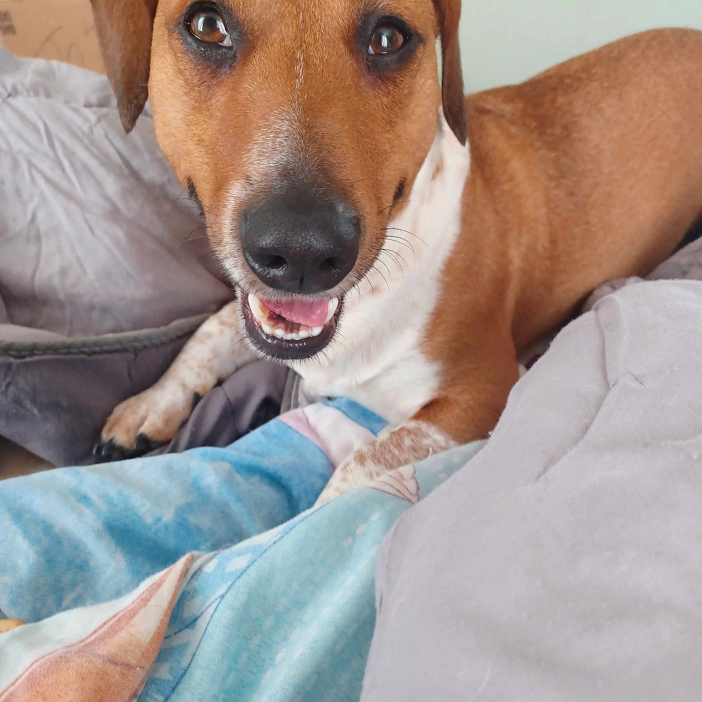 Subtile participe au concours pour gagner de l'argent avec cette photo : animal, bed, blanket, brown_dog, canine, closeup, comfort, cute, dog, ears, fur, happy, indoor, nose, paw, pet, relaxed, smiling_dog, tongue, white_fur