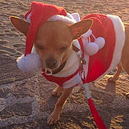 Hatchi a rejoint le concours — aidez-le/la à gagner de superbes lots ! dog, chihuahua, santa_hat, santa_costume, pet, leash, beach, sand, sunset, small_dog, festive, holiday, outdoor, animal, cute, walking, shadow, sunlight, costume, christmas